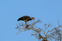 Halsband-Wehrvogel (Chauna torquata)