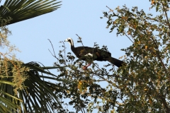 Blaukehlguan (Pipile cumanensis)