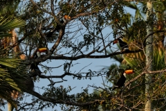 Riesentukan (Ramphastos toco)