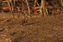 Rotbauchdrossel (Turdus rufiventris)