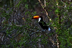 Riesentukan (Ramphastos toco)