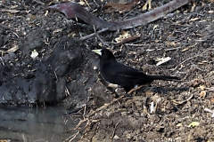 Krähenstirnvogel (Psarocolius decumanus)