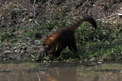 Nasenbär (Nasua nasua)