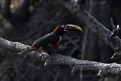 Braunohrarassari (Pteroglossus castanotis)