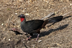 Weißstirnguan (Penelope superciliaris)