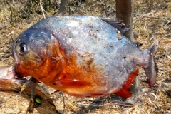 Natterers Sägesalmler, Roter Piranha (Pygocentrus nattereri)