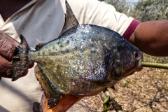 Gelber Piranha (Serrasalmus maculatus)?