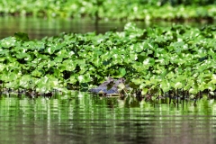 Krokodilkaiman (Caiman crocodilus)