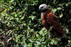 Fischbussard (Busarellus nigricollis)