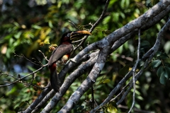 Braunohrarassari (Pteroglossus castanotis)