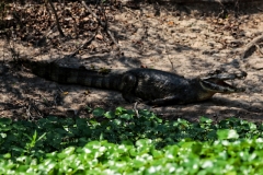 Krokodilkaiman (Caiman crocodilus)