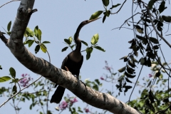 Schlangenhalsvogel (Anhinga anhinaga)