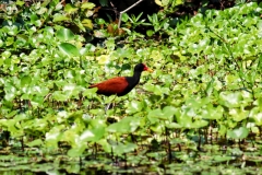 Rotstirn Blatthühnchen (Jacana jacana)