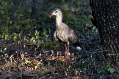 Rotfußseriema (Cariama cristata)