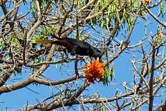 Krähenstirnvogel (Psarocolius decumanus)