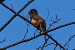 Blauscheiteltrogon (Trogon curucui)