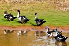 Moschusenten (Cairina moschata)