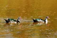 Moschusenten (Cairina moschata)