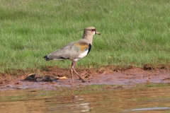 Bronzekiebitz (Vanellus chilensis)