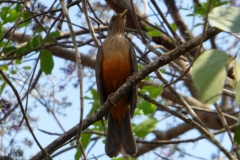 Rotbauchdrossel (Turdus rufiventris)