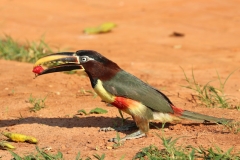 Braunohrarassari (Pteroglossus castanotis)