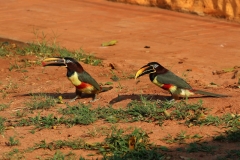 Braunohrarassari (Pteroglossus castanotis)