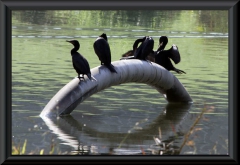 Olivenscharbe (Phalacrocorax brasilianus), eine Komoran-Art