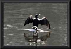 Olivenscharbe (Phalacrocorax brasilianus)