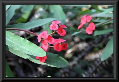 Christusdorn (Euphorbia milii)