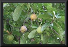 Ein "Fremdgänger": Indischer Rosenapfel (Dillenia indica)