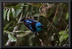 Pitpit (Dacnis cayana), Männchen