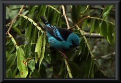 Pitpit (Dacnis cayana), Männchen