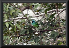 Pitpit (Dacnis cayana), Weibchen