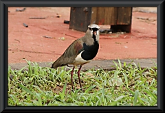 Bronzekiebitz (Vanellus chilensis)