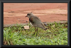 Bronzekiebitz (Vanellus chilensis)