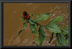 Cataratas de Iguazu