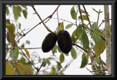 Annatto-Strauch (Bixa orellana)