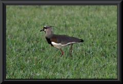 Bronzekiebitz (Vanellus chilensis)
