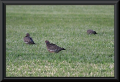 Picazuro Pigeon (Patagioenas picazuro)?