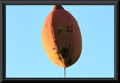Frucht des Munguba (Pseudobombax munguba)
