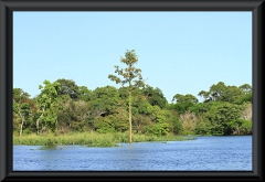 Nahe Lago Janauacá