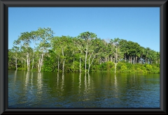 Nahe Lago Janauacá