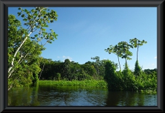 Nahe Lago Janauacá