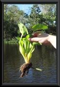 Wasserhyazinthe (Eichhornia)