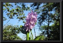 Wasserhyazinthe (Eichhornia)