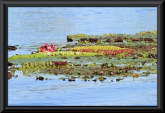 Victoria amazonica