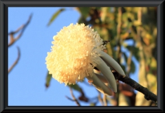 Offene Frucht von Munguba (Pseudobombax munguba)