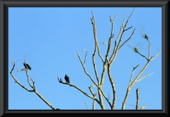 Links Rabengeier (Coragyps atratus), rechts Papageien