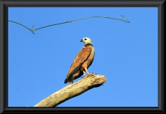 Fischbussard / Schwarzhalsbussard (Busarellus nigricollis)