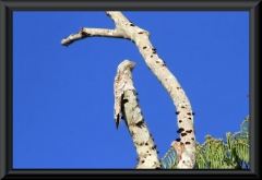 Riesentagschläfer (Nyctibius grandis)
